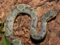 colubrid snake (Colubridae gen. sp.; French Guiana)